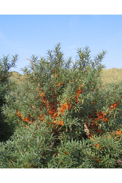 Багатостовбурний кущ обліпихи Чуйська Солодка